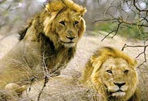 Gir National Park