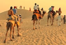 Camel Safari